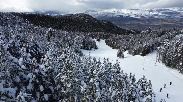 Pistas de La Masella entre pinos